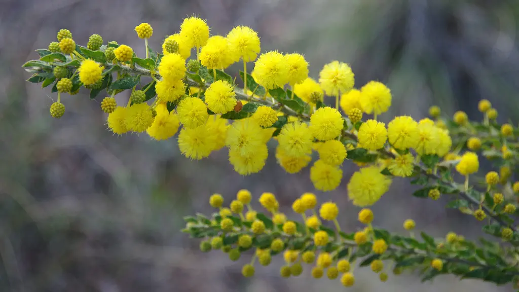Australia's national flower: Golden Wattle